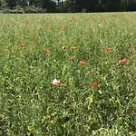 Przytulisko Na Mazurach * Ruciane-Nida