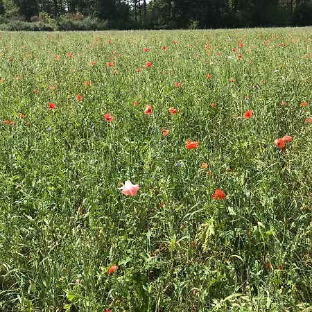 Przytulisko Na Mazurach * 鲁恰内尼达