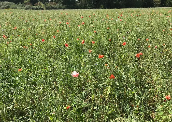 Przytulisko Na Mazurach * Ruciane-Nida